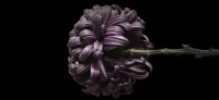 Adobe Lightroom. ����� � �������� ���������